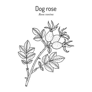 Dog rose (Rosa canina), edible and medicinal plant