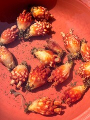 a sea squirt that looks fresh