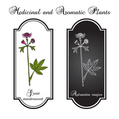 Great masterwort (Astrantia major), medicinal plant. Hand drawn botanical vector illustration