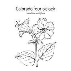 Colorado four o'clock (Mirabilis multiflora), edible and medicinal plant