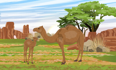 A re-feralized dromedary camel and her cub stands in a meadow with dry grass and red rocks. Realistic vector landscape of Australia