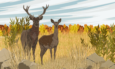A male and female red deer stands in a meadow with tall dry grass. Noble deer Cervus elaphus in the wild in autumn. Realistic vector landscape