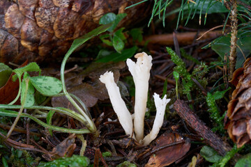 Clavulina coralloides mushroom in the needles. Known as White Coral Fungus or crested coral. Wild white mushroom in spruce forest.