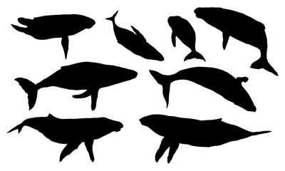 Set of silhouettes humpback whales and their calves. Realistic secondary aquatic mammals Megaptera novaeangliae. Vector animals