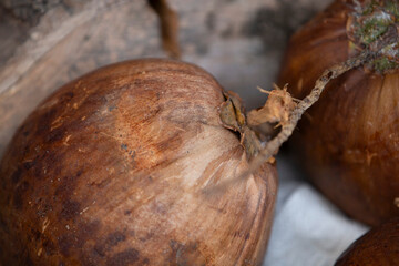 close up of a group of fresh raw brown coconut on a wooden background