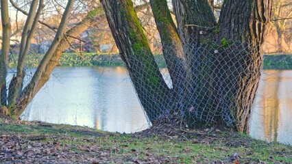 Park Tree Trunk Secured with Protective Wire Mesh to Prevent it from Damaging By Wildlife Beaver Animal © rohawk