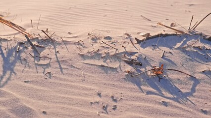 Pieces of Organic Driftwood Beach Wrack Debris Covered in Sand on Sunny Windy Day