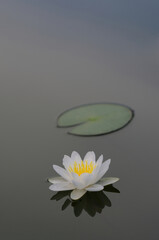 A Blooming White Water Lily and a Lily Pad