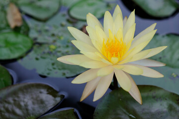 A Blooming Yellow Water Lily
