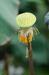 A Lotus Seed Head