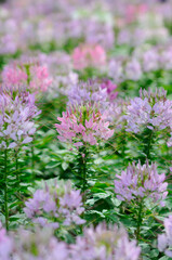 A Lush of Attractive Small Pink and Purple Flowers