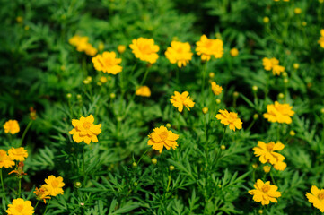 A Lush of Small Yellow Flowers