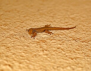 lizard on the stone
