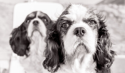 Canine concept. Black and white portrait of cute couple of purebred cavalier king Charles dogs sitting outdoors