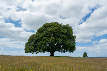 Fototapeta premium El árbol sagrado del sur de Chile, viejo Arce.... camino entre Alerce y Puerto Varas, sur de Chile.