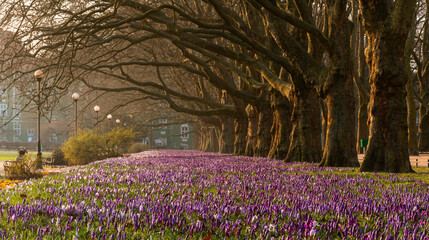 A massive carpet of colorful crocuses blooming in a row of plane trees in the beautiful morning light - 755422370