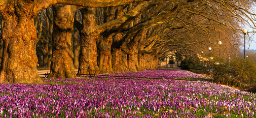 A massive carpet of colorful crocuses blooming in a row of plane trees in the beautiful morning light