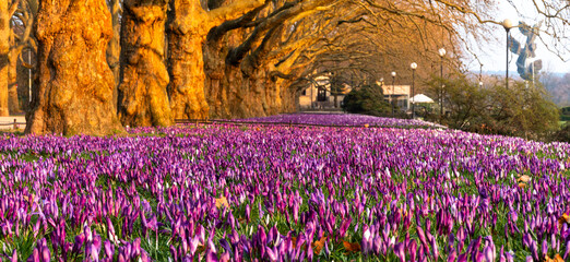 A massive carpet of colorful crocuses blooming in a row of plane trees in the beautiful morning light