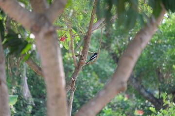 spotted woodpecker
