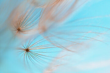 Beautiful dandelion in a forest against the blue sky at sunset. Macro image,
