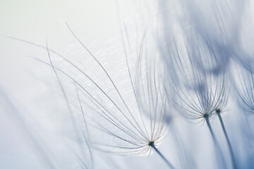 Big white dandelion in a forest at sunset. Macro image. Abstract nature background