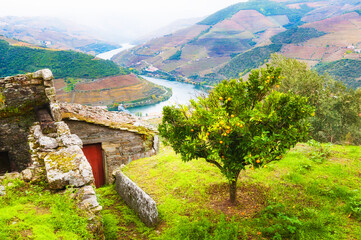 Douro river valley in Portugal. Orange tree on the hill. Douro river in foggy morning