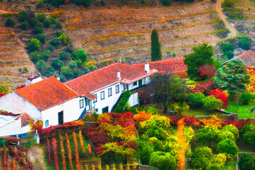 Autumn vineyards and colorful trees in traditional portugal vinery. Douro river valley, Portugal.
