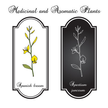 Spanish broom (Spartium junceum), ornamental and medicinal plant