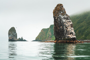 Starichkov island in Pacific ocean, Kamchatka, Russia. Seagulls nest on the rocks.