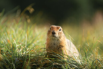Ground squirrel sitting in the grass near its burrow.. Wildlife of Kamchatka, Russia.