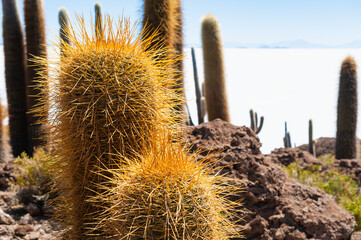 Big green cactuses on Incahuasi island, Salar de Uyuni salt flat, Altiplano, Bolivia.