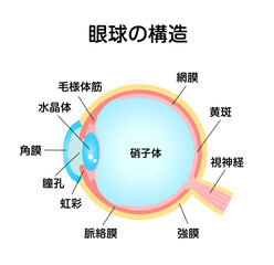 眼球の構造・名称 ベクターイラスト