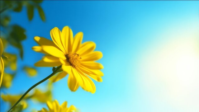 A flower with yellow petals on a blue sky background with free space.