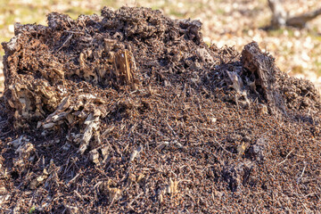 Ant colony on a tree stump on a sunny spring day