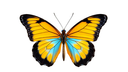 Colorful Butterfly isolated on transparent background