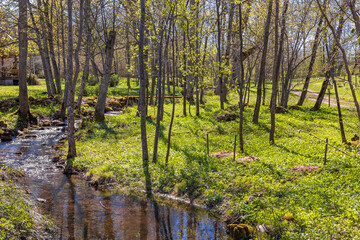 Stream in a forest grove a beautiful spring day