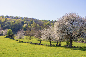 Fototapeta na wymiar Blossoming cherry trees in a tree line on a meadow on a beautiful spring day