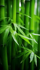 Fototapeta na wymiar Lust green bamboo forest, Japan 