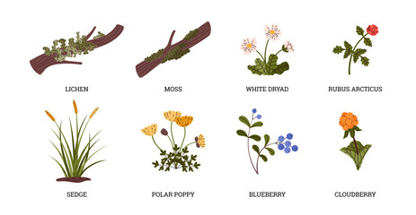 Tundra plant collection set, white dryad, blueberry, sedge, polar poppy, cloudberry, lichen moss vector wild north herbs - obrazy, fototapety, plakaty