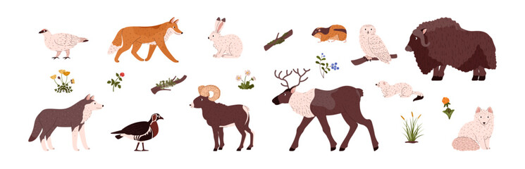 Tundra Arctic animals, birds and plants set flat vector illustration isolated.