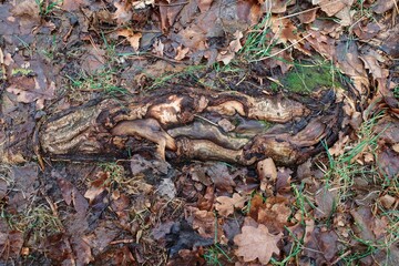 Lovely abstract drawing of a tree root. Unusual root shape. Various fallen leaves. Shot from above.