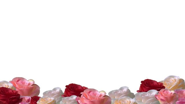 rotating colorful oses petals on white backgrounds, 4K springs footage.
