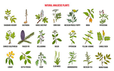 Fototapeta premium Natural analgetic plants collection
