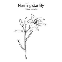 Morning star lily (Lilium concolor), edible, ornamental and medicinal plant.