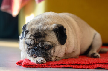 Senior pug resting at home