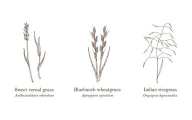 Collection of edible and medicinal plants
