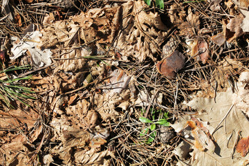 Forest ground dry needles. Dead coniferous pattern. Yellow brown dried pine needles. Closeup nature background. Autumn woods ground. Undergrowth texture. Dry leaves and pine cones.