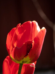 Tulip 