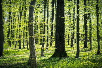 A picturesque forest with fresh greenery in the morning sunlight.