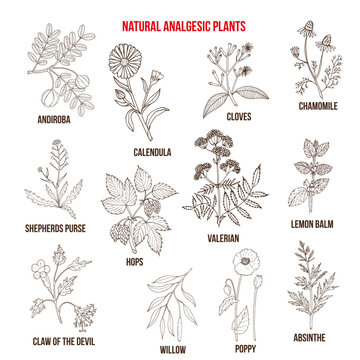 Natural analgetic plants collection